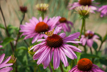 Purpurroter Sonnenhut mit Schmetterling