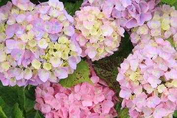 Pictures of beautiful hydrangea in Japan