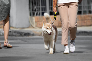 A woman who can not see the face is walking along the street of the city with a thoroughbred dog breed Siberian husky red color on a leash. A girl in modern clothes with a dog of a popular breed.