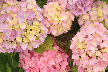 Pictures of beautiful hydrangea in Japan