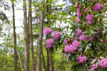 Rhododendrons en fleur sur le Mont de Cerisy-Belle-Etoile (Orne, Normandie)