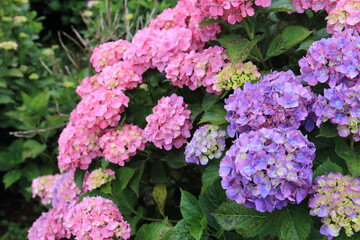 Pictures of beautiful hydrangea in Japan