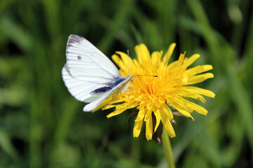 White butterfly on a yellow flower. 