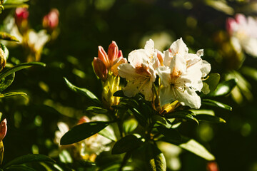 Rhododendron 3