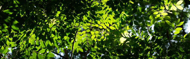 Fresh green leaf with sunlight shade  ,nature background