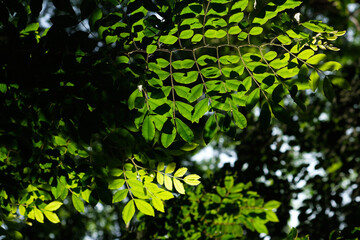 Fresh green leaf with sunlight shade  ,nature background