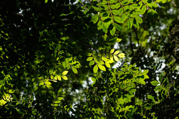 Fresh green leaf with sunlight shade  ,nature background