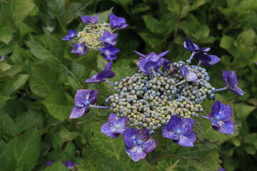 Pictures of beautiful hydrangea in Japan