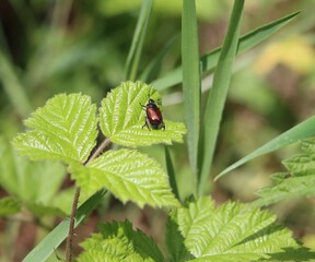 Petit scarabée se promène sur une feuille en été