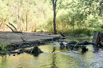 environmental pollution; garbage in the bed of the small river and the bank poisoned by industrial...