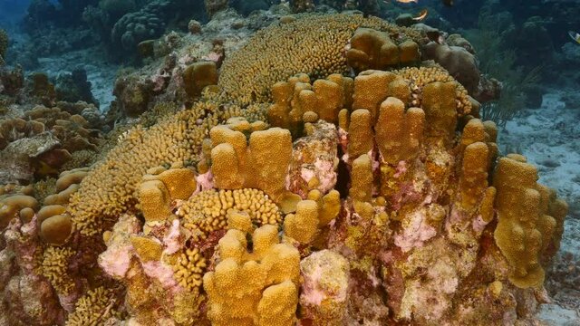 Seascape with various fish, coral and sponge in coral reef of Caribbean Sea, Curacao