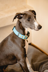 whippet, pies, zwierzę, rasowy, z rodowodem, szczeniak  © sandrqa