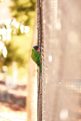 Rainbow lorikeet holding onto wire cage with copy space