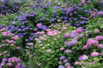 Obraz premium Pictures of beautiful hydrangea in Japan