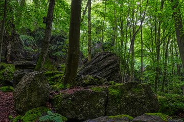 Felsen in einer Schlucht im Wald im Felsenmeer in Hemer 