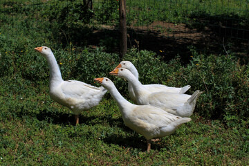 Group of 4 white geese scratching around the farmyard.