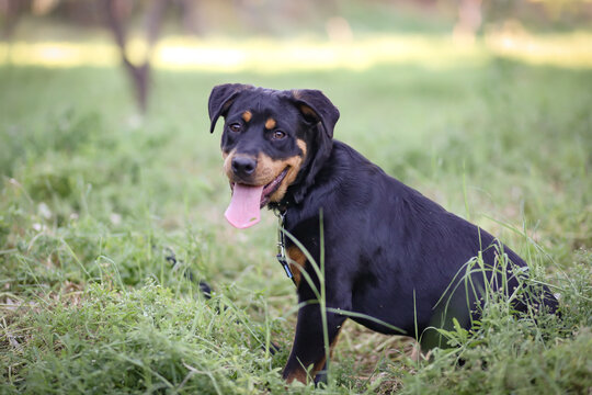 Young rottweiler sitting in beautiful outdoor setting with tongue hanging out