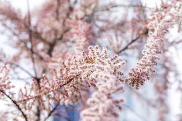 Naklejka premium Soft blooming of Tamarisk plant with pink flowers