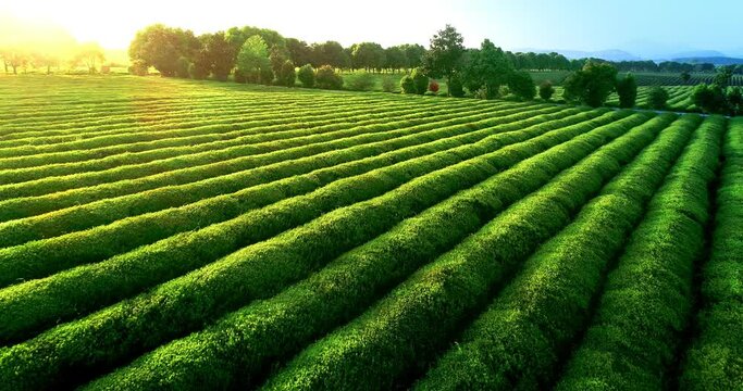 Aerial view of ecological tea garden