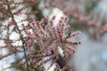 Blooming of Tamarix or tamarisk green plant with pink flowers