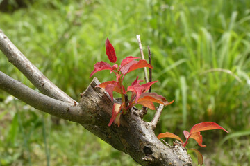 紅梅の若葉。赤い若葉も緑色の葉と変化していきます。