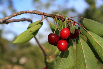 Cherry tree seen from below with fruit-laden branches and blue sky in the background.