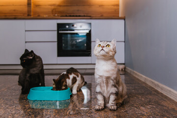 Three cats are asking for food in the kitchen and eating from a bowl. Pets are hungry.
