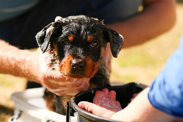 Beautiful little rottweiler puppy having first bath in bucket - obrazy, fototapety, plakaty