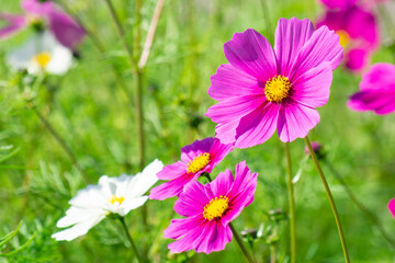 コスモス