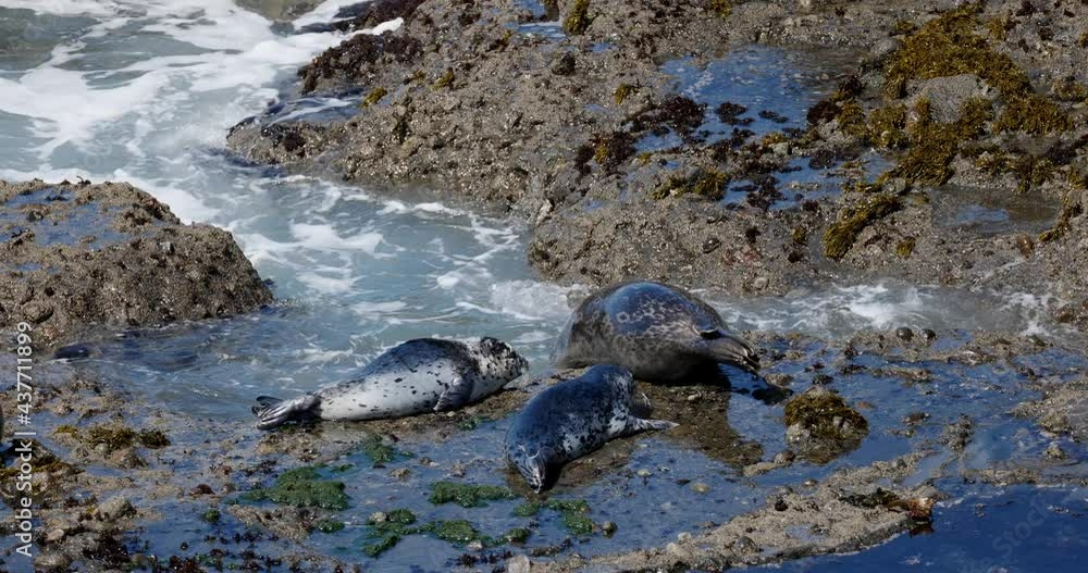 Poster Group of seals entering water when a wave comes 