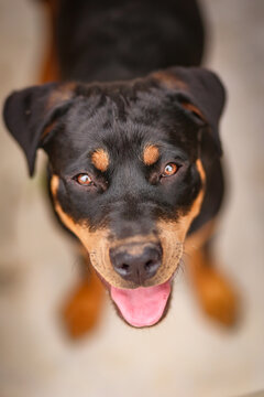 Beautiful portrait image of young rottweiler pup with happy face and tongue hanging out