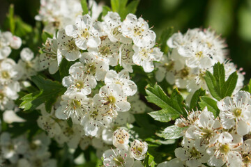 Weißdornblüten