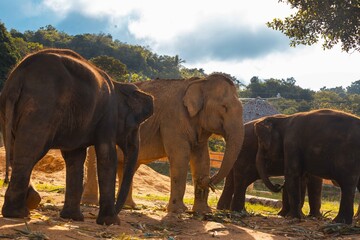 Elephant Nature Park in Thailand.