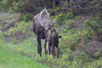 Mom and calf (moose) in the Cape Breton Highlands National Park, Nova Scotia.