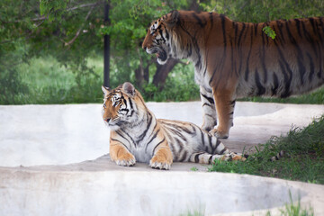 Two Amur tigers lie on the grass