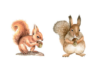 set of watercolor illustrations forest animal squirrel with a nut in its paws. hand-painted close-up - obrazy, fototapety, plakaty