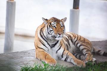 Young Amur tigress lies on a light background