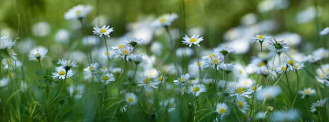 daisy flower in meadow