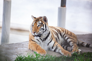 Young Amur tigress lies on a light background
