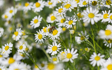 Fototapeta premium daisies in a field