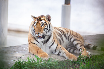 Young Amur tigress lies on a light background