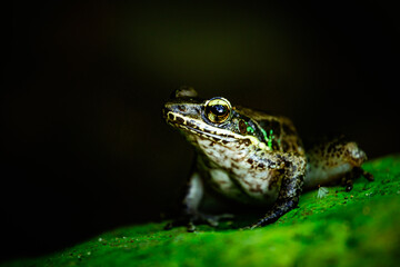 Green frog isolated in the cave