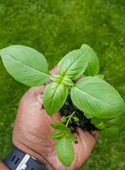 hand holding a basil