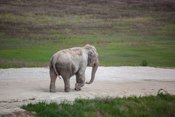 The elephant is taken out for a walk in the zoo