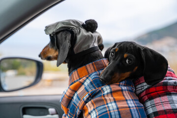 Two cute dachshunds wearing flannel plaid shirts in car in passenger seat are getting ready for journey. One dog has put its head sweetly on others shoulder and is looking back. - obrazy, fototapety, plakaty