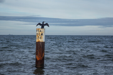 Kormoran, Ostsee