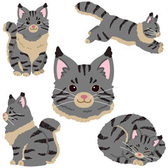 Obraz premium Set of simple and adorable Grey Maine Coon cat illustrations flat colored