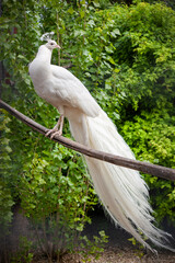 White peacock sits on a perch on a green background