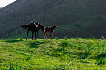 mare with foal on a green meadow