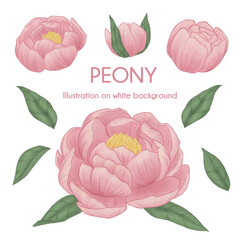 Group of peony flower isolated illustration, hand drawn color pink.Flowers clip art for wedding invitation or greeting cards
